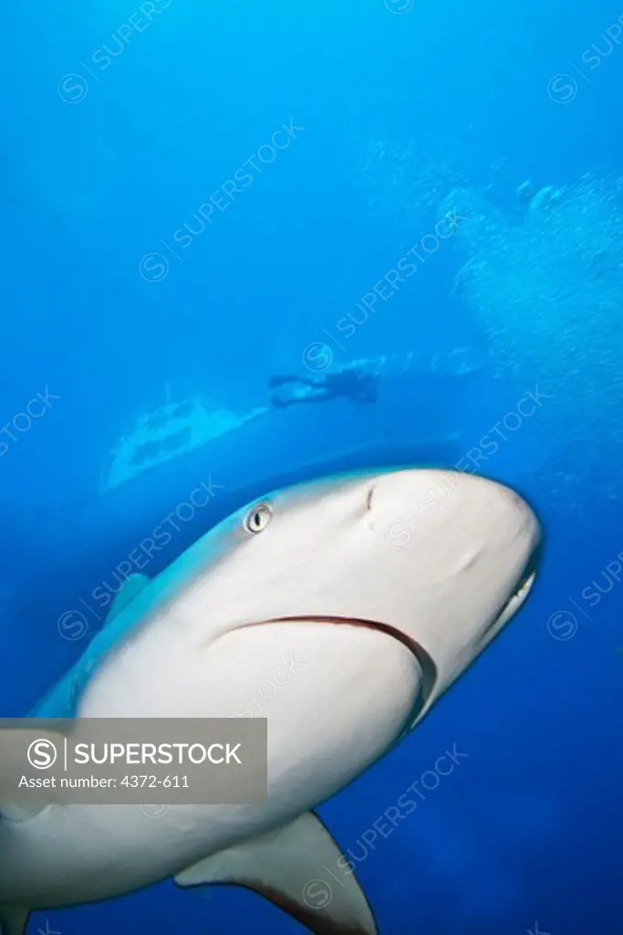Caribbean Reef Shark swimming below diver and boat.