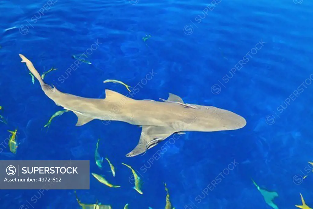 Lemon Shark, Negaprion brevirostris, swims at the surface.