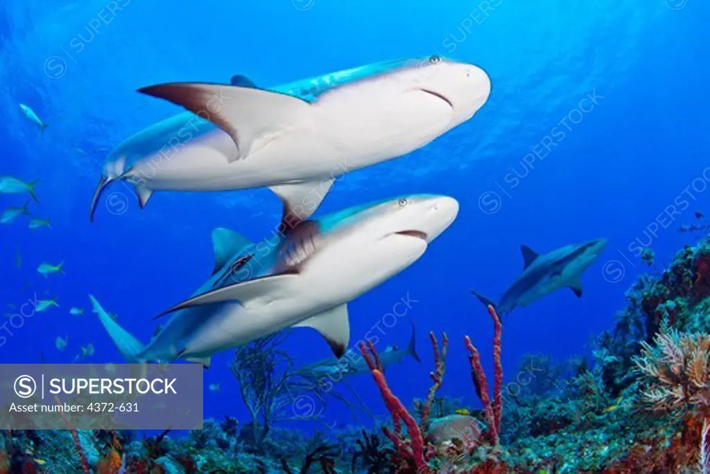 Two Caribbean Reef Sharks, Carcharhinus perezi.
