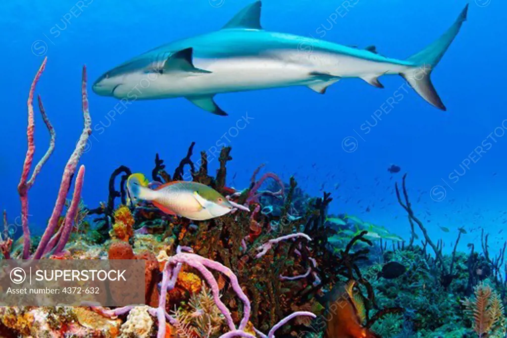 Caribbean Reef Shark, Carcharhinus perezi.