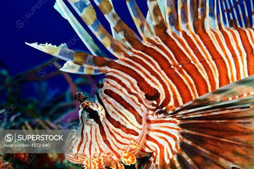 Indo Pacific Lionfish, or Red Lionfish, Pterios volitans
