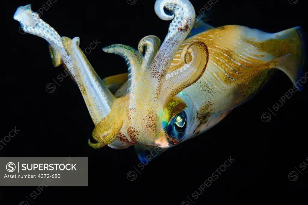 Bigfin Reef Squid, Sepioteuthis lessoniana, at night.