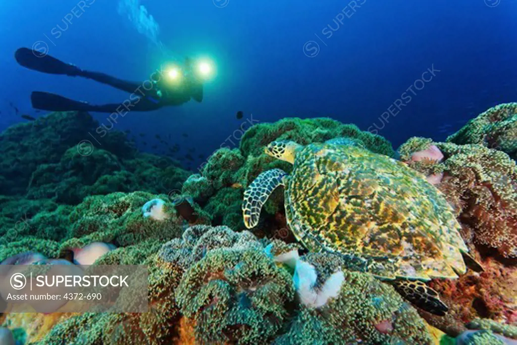 A diver looking at a Hawksbill Turtle, Eretmochelys imbricata.