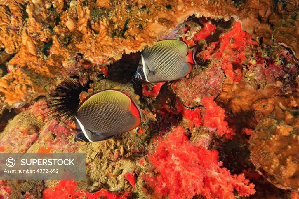 Redtail Butterflyfish, Chaetodon collare, swimming near soft corals.