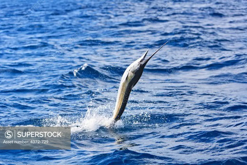 Sailfish, Istiophorus albicans, jumping and fighting.