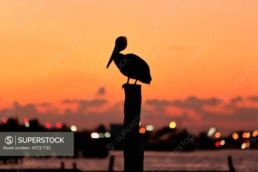 Pelican on a post.