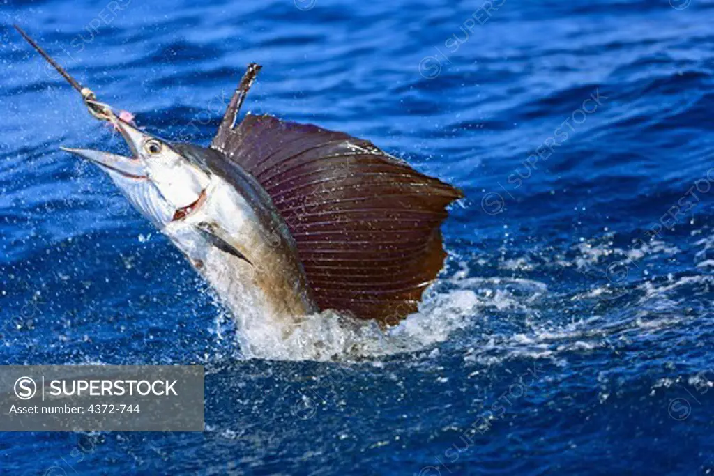 Hooked sailfish, Istiophorus albicans, jumping and fighting.