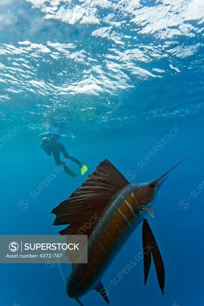 Snorkeler photographing sailfish.