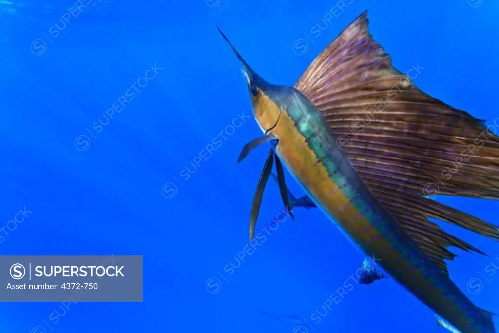 Sailfish, Istiophorus albicans.