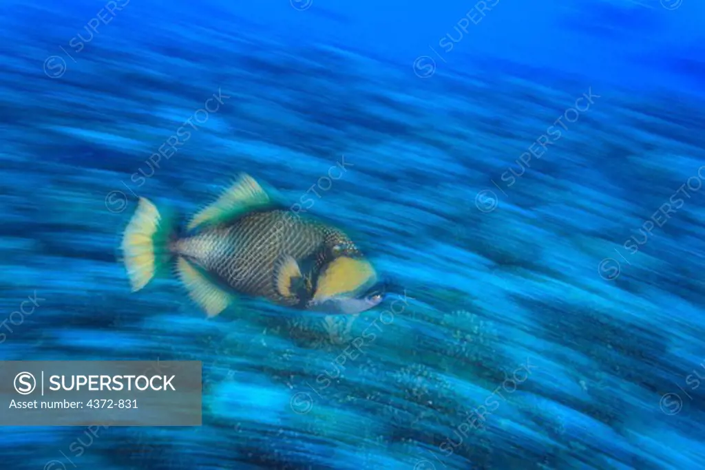 Titan Triggerfish (Balistoides viridescens), Bora Bora Island, Society Islands. French Polynesia, South Pacific