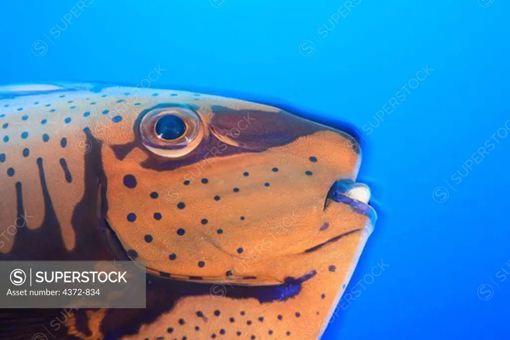 Bignose Unicornfish (Naso vlamingii, Bora Bora Island, Society Islands. French Polynesia, South Pacific