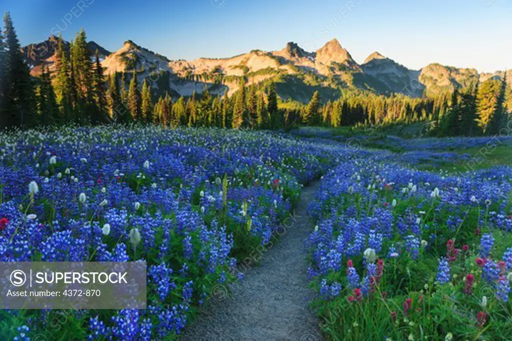 USA, Washington State, Mt. Rainier National Park, Skyline Trail near Paradise, Summer Alpine Wildflowers