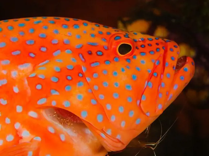 Coral Cod Flares Its Gills for a Cleaner Shrimp