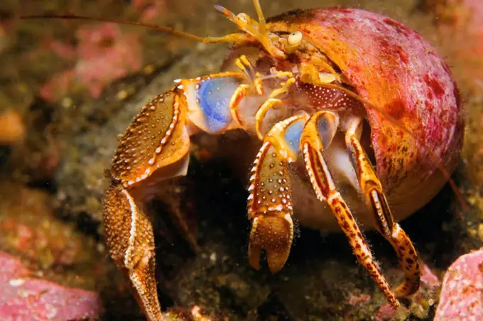 A hairy hermit crab (Pagurus hirsutiusculus), Admiralty Island, Inside Passage, southeastern Alaska.