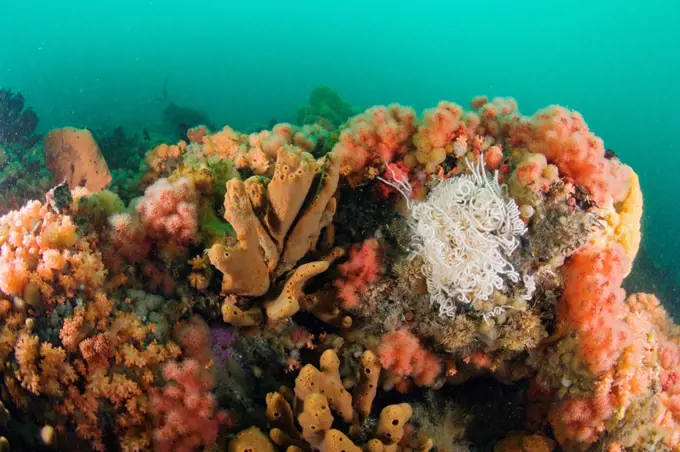 Sponges and prolific soft corals, including Red Soft Coral (Gersemia rubiformis) and new species of pink and orange soft corals, Inside Passage, southeastern Alaska.