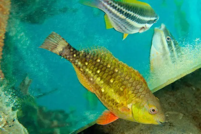 Stoplight Parrotfishes viewing their reflections in a discarded mirror.