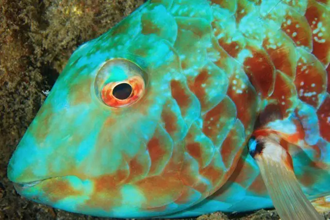 Stoplight Parrotfish, Sparisoma viride at night.