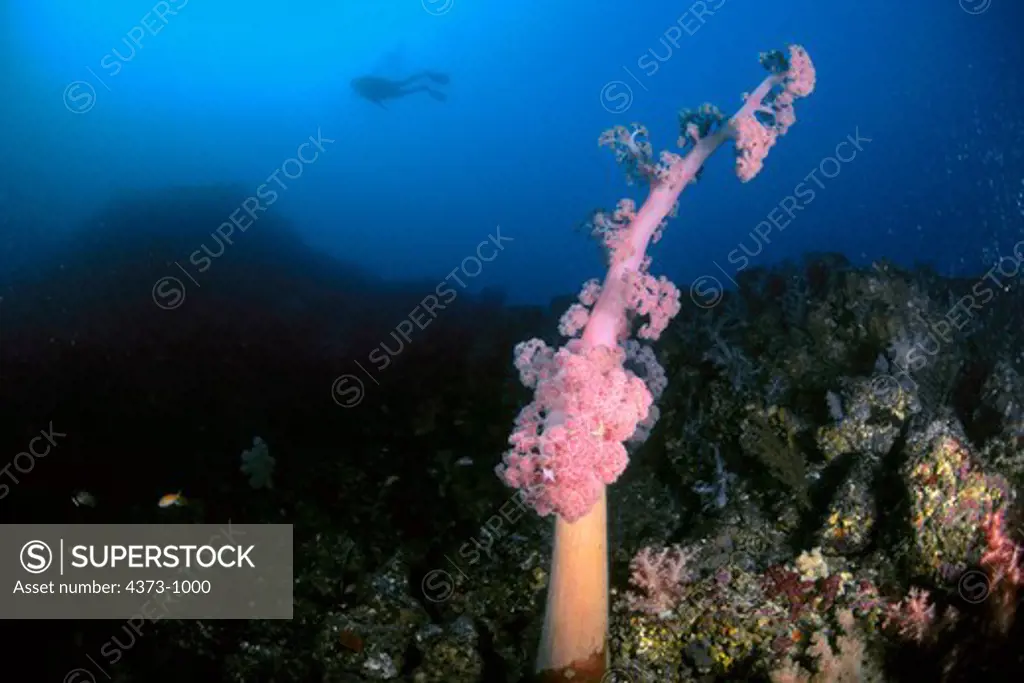 Giant Soft Coral Tree