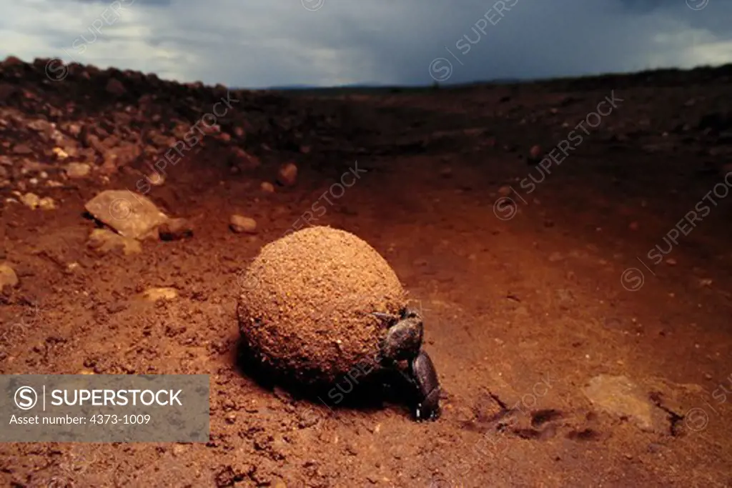 Dung Beetle Rolling Dung
