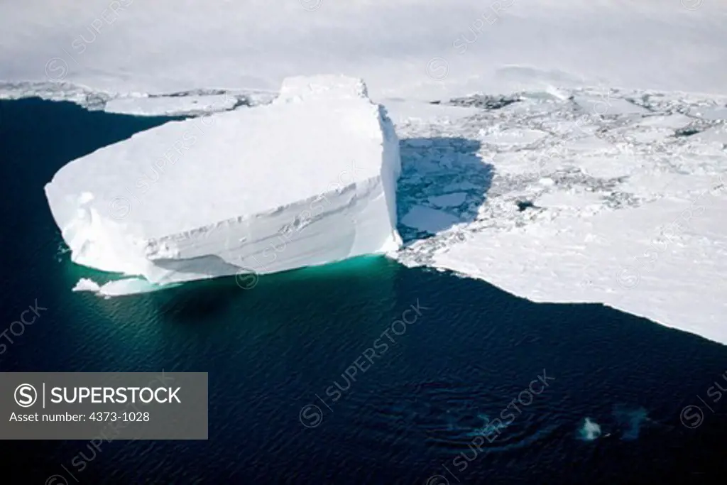 Iceberg and Minke Whales