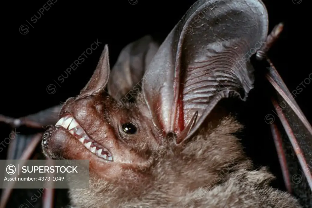 Head of a Frog-Eating Bat