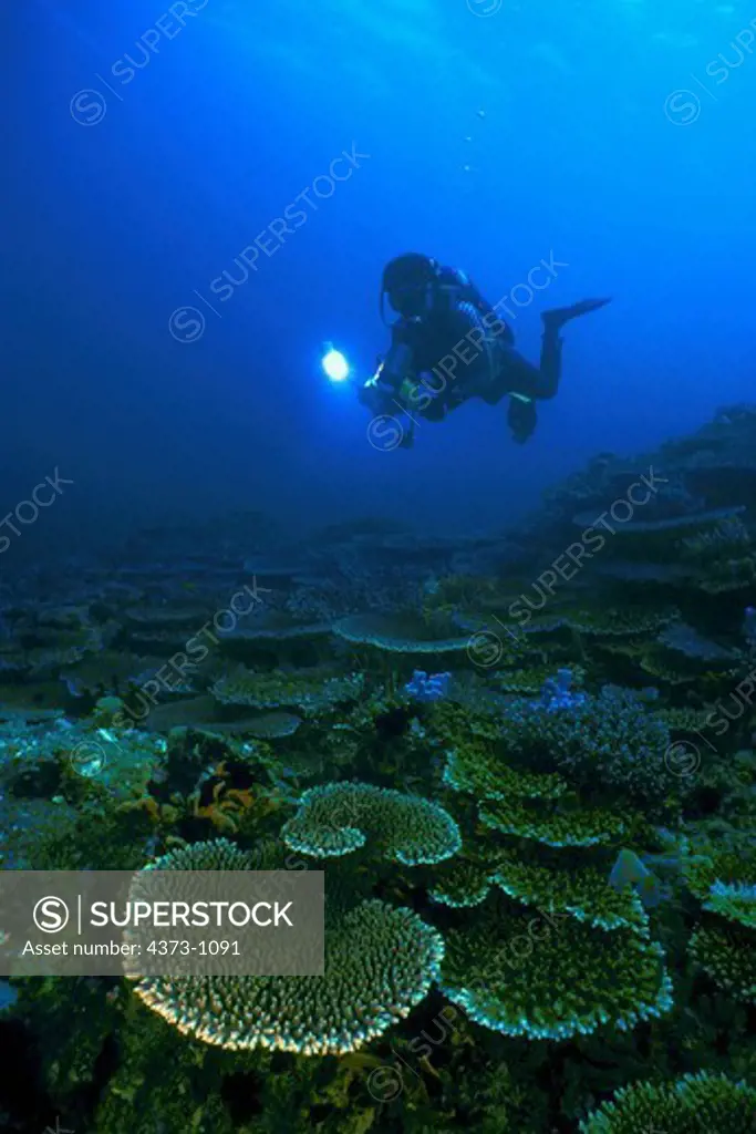 Diver in Philippines