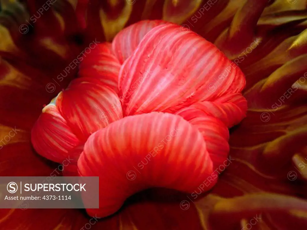 Mouth of Rose Anemone