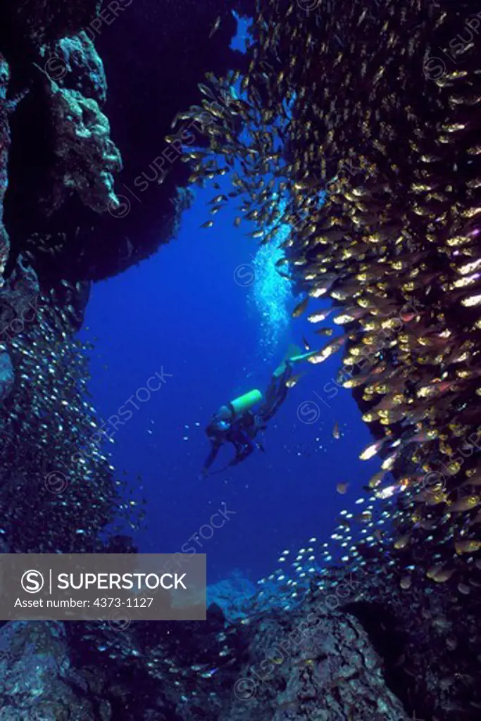 Diver in the Red Sea