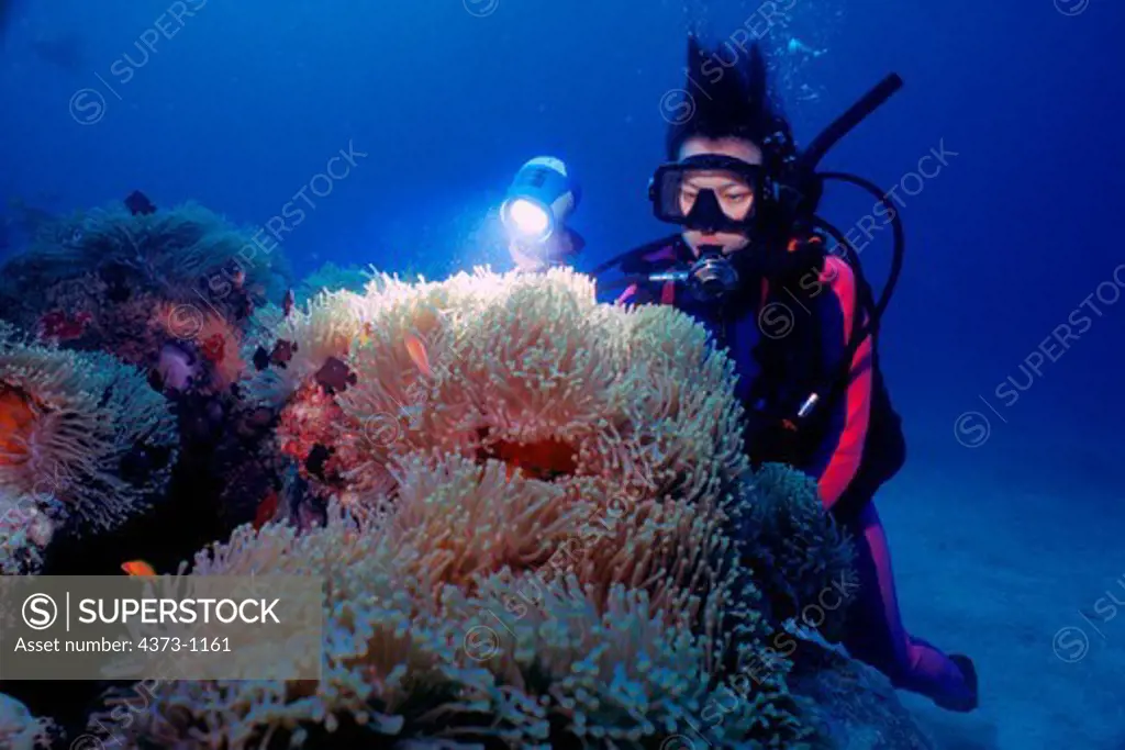 Diver Photographing Anemone