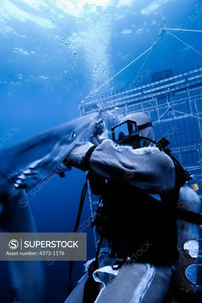 Blue Shark and Diver Wearing Mesh