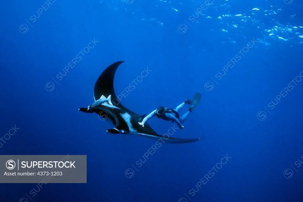 Diver Riding Manta Ray