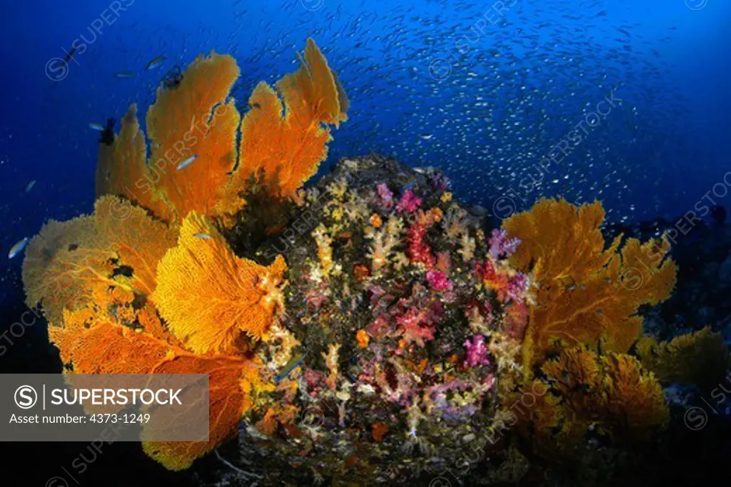 Baitfish and Sea Fans on Coral Reef
