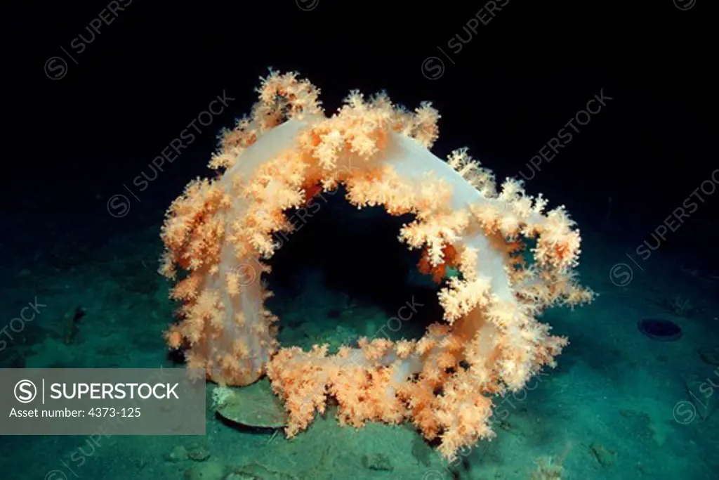 Soft Coral Sweeping Bottom for Food