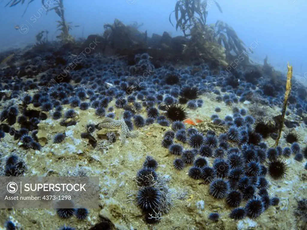 Sea Urchin Barrens