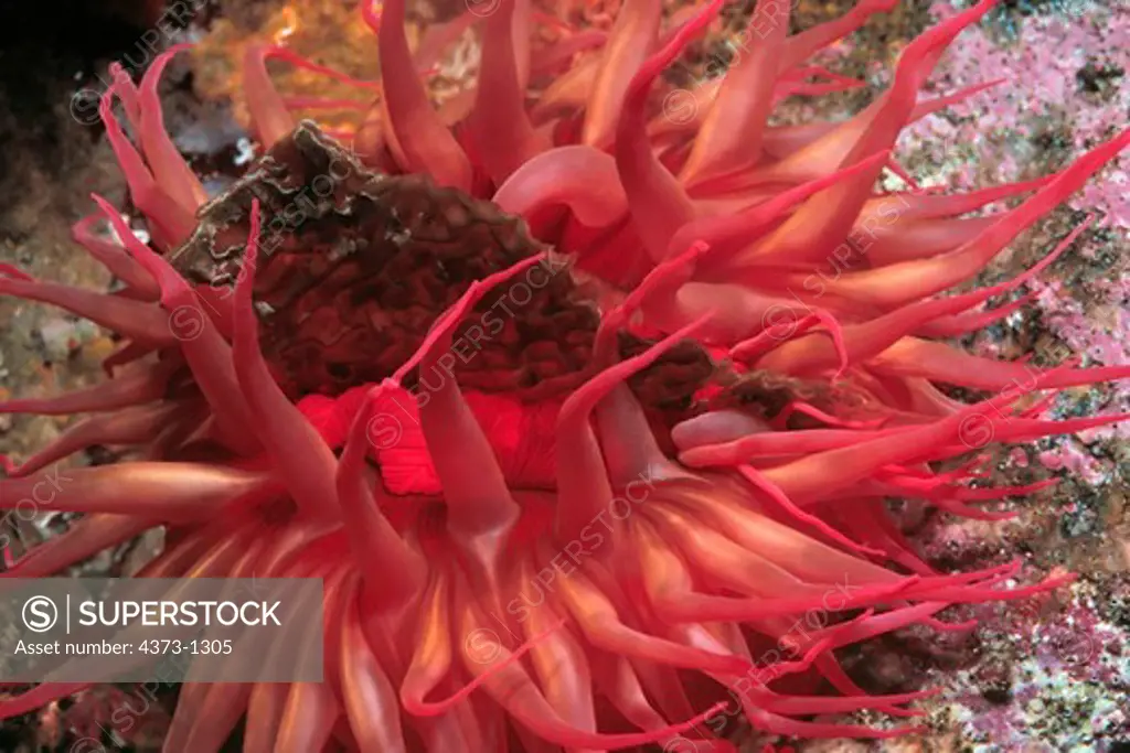 Anemone Feeds on Kelp and Encrusting Animals