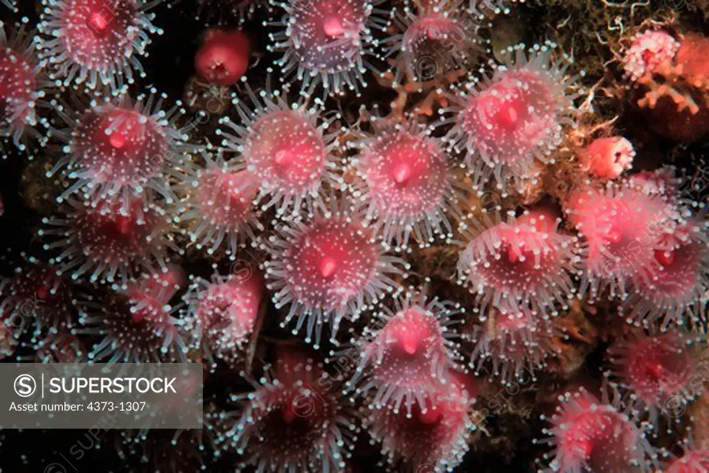 Cherry Anemones