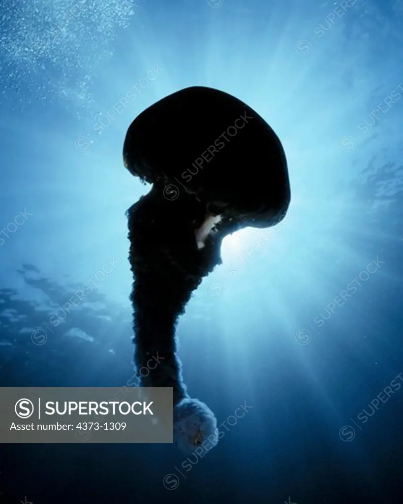 Giant Pelagic Jellyfish