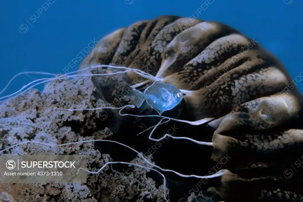 Juvenile Butterfish Finds Shelter Within Stinging Tentacles of a Jellyfish