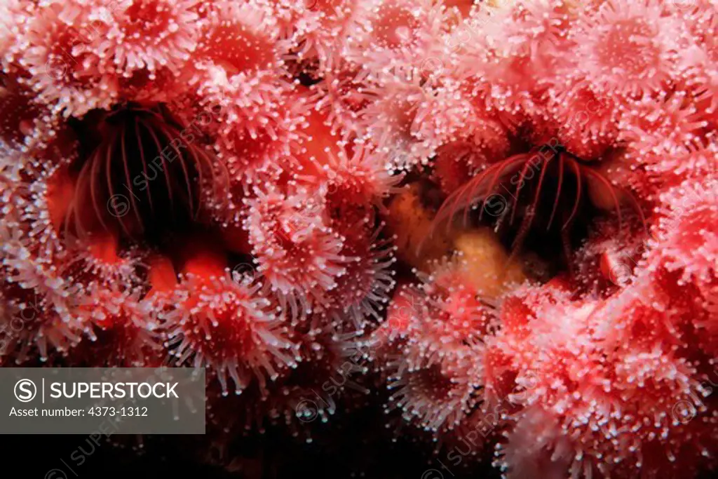 Acorn Barnacles Covered with Cherry Anemones