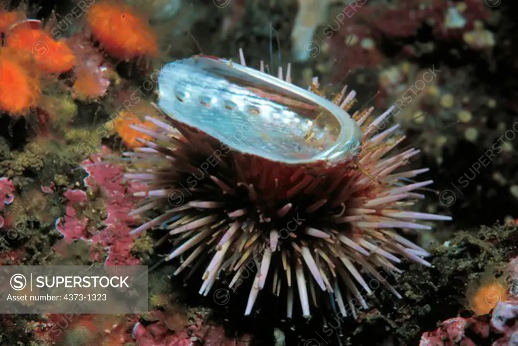 Sea Urchin Carrying Shell