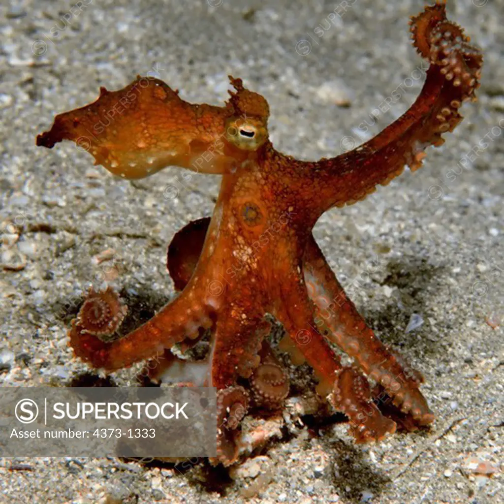 Two-Spotted Octopus