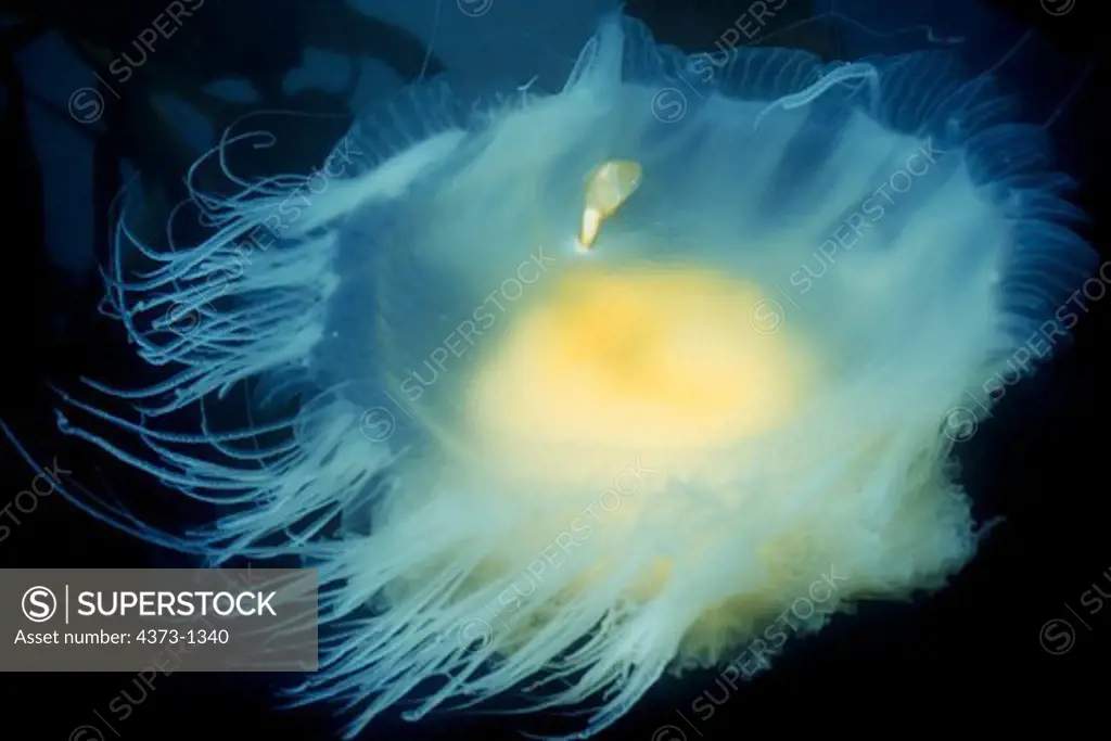 Gooseneck Barnacle Growing on Egg-Yolk Jellyfish