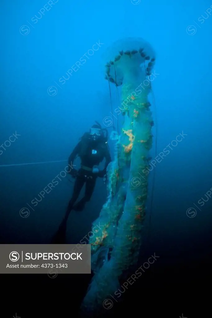 Giant Pelagic Jellyfish
