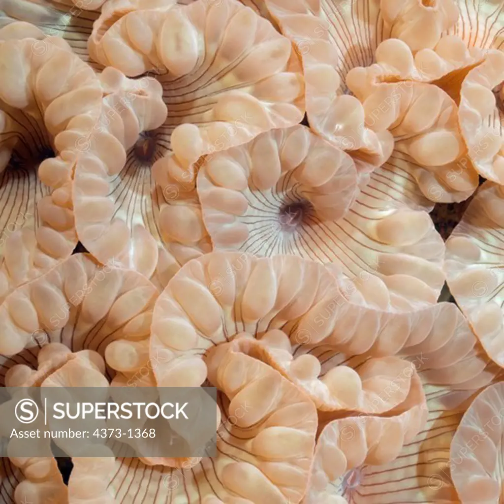 Polyps of Organ Pipe Coral