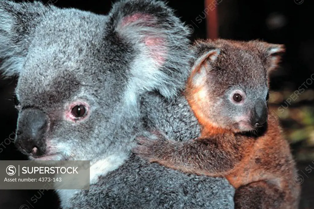 Koala with Baby on its Back