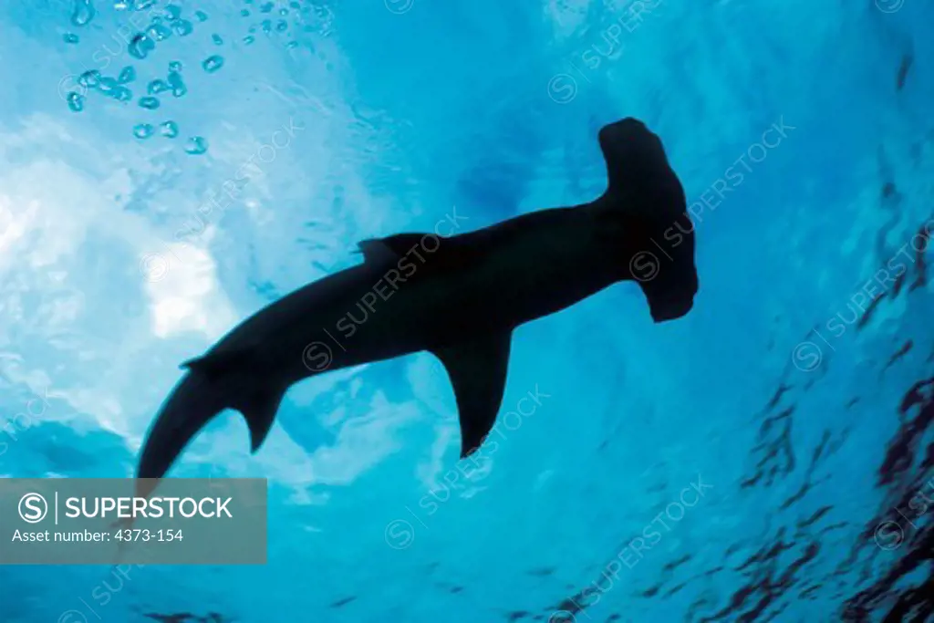 Underside of Great Hammerhead Shark