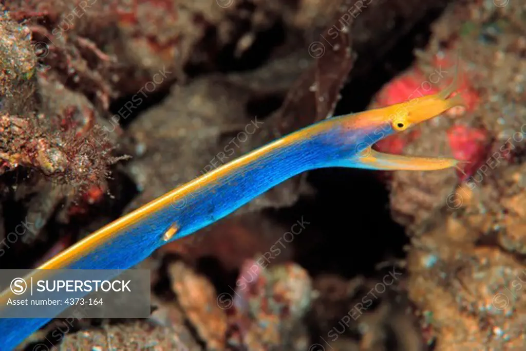 Blue Ribbon Eel Chases Off Damselfish Invading its Territory