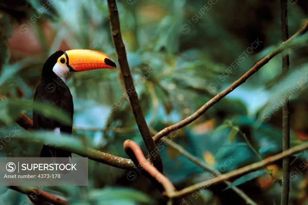Toco Toucan in the Forest