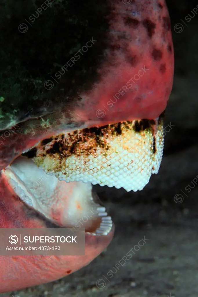 Teeth of Humphead Parrotfish