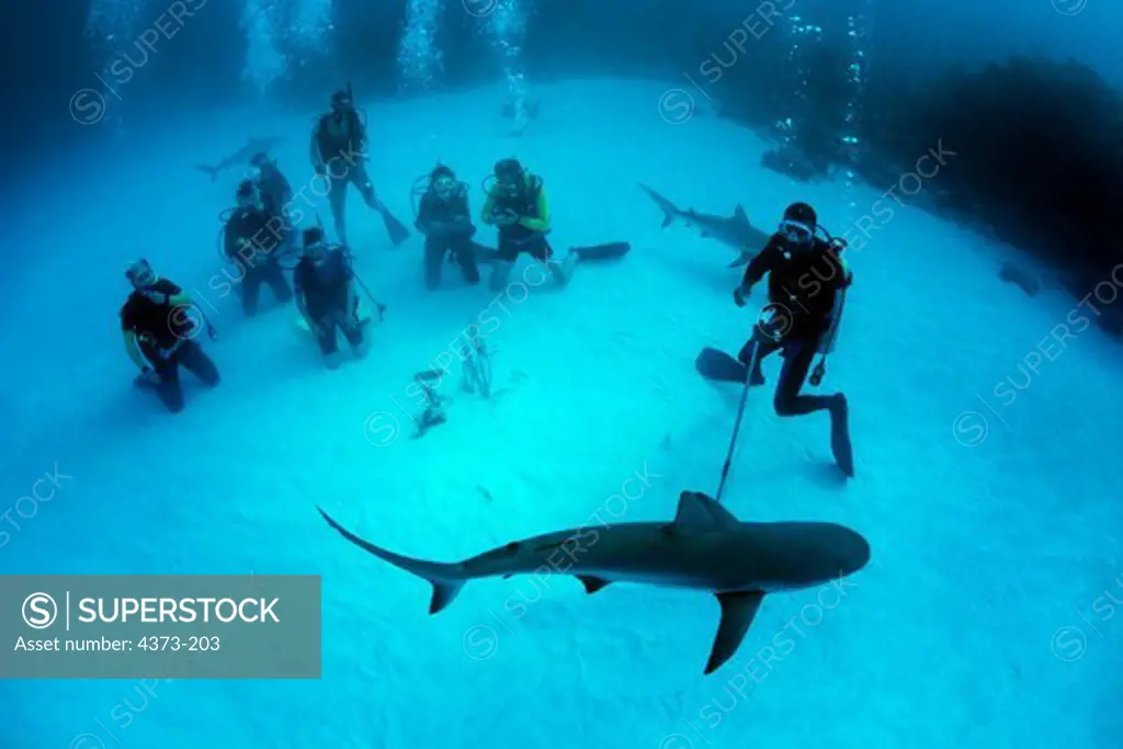 Caribbean Reef Shark is Attracted by Bait